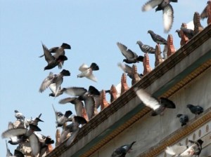 Antipalomas antipalomas